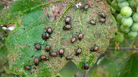 How To Keep Bugs Out Of Garden | Storables