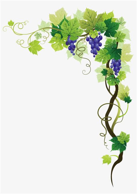 Grape Vine Border Png Freeuse Stock - Grape Vine Border Png Transparent ...