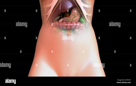 Liver And Stomach Anatomy Human Digestive System For Medical Concept 3D