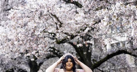 UW cherry blossoms reach peak bloom | The Seattle Times