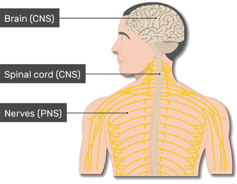 Major Organs And Divisions Of The Nervous System