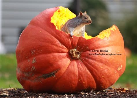 Squirrel in pumpkin | Birds of New England.com