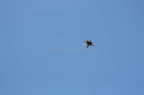 Colombe Avec Les Ailes Ouvertes Photo Stock Image Du Colombe Ailes