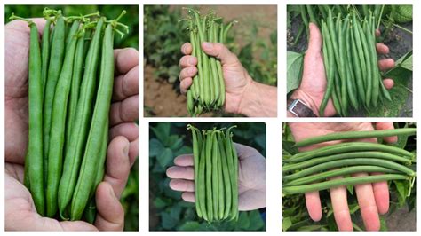 The Best Green Bean Varieties Youll Want To Grow Growing Produce