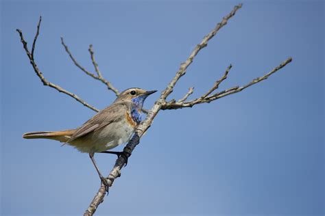 Vogel Blauwborst Ornithologie Gratis Foto Op Pixabay Pixabay