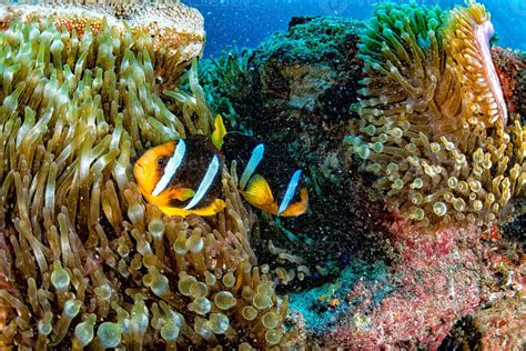 peixe palhaço dentro de anêmona vermelha na indonésia 17231487 Foto de