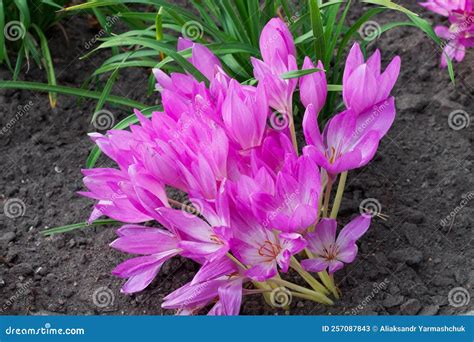 Monarda Citriodora is a Plant of the Genus Monarda from the Family of ...