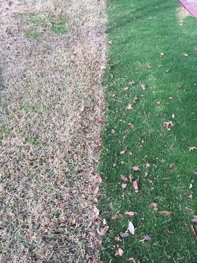 Winter Rye Grass Beautiful All Year Top Choice Lawn Care