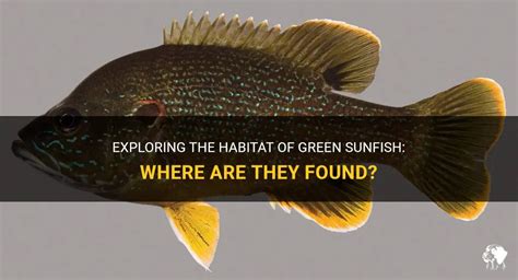 Exploring The Habitat Of Green Sunfish: Where Are They Found? | PetShun