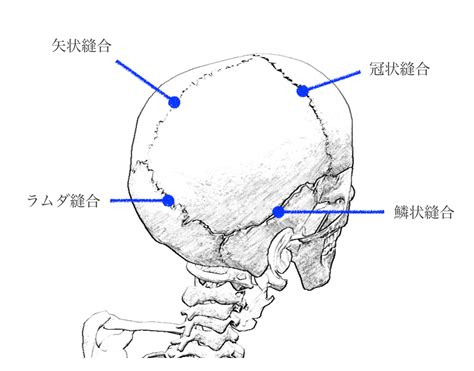 解剖学 頭蓋骨のまとめ｜きーたんの鍼灸note