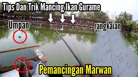 Trik Mancing Gurame Di Kolam Umpan Gurame Paling Jitu Youtube