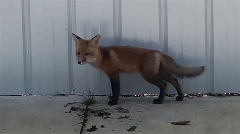 Our Little Fox Has Been Moved To An Outdoor Enclosure Youtube