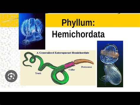 Hemichordata Characteristics Classification Phylum Hemichordata