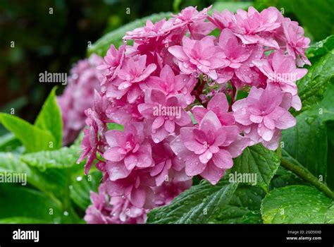 Rosa Hortensia Flor Despu S De La Lluvia Con Gotas De Agua En Hojas