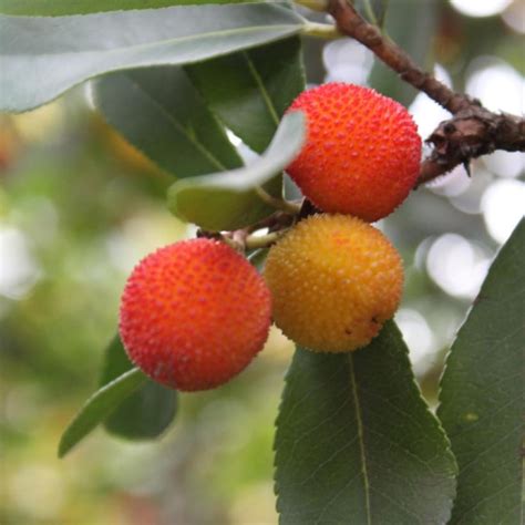 Arbousier Arbutus Unedo Arbre Fraises Fruits Rouges Comestibles