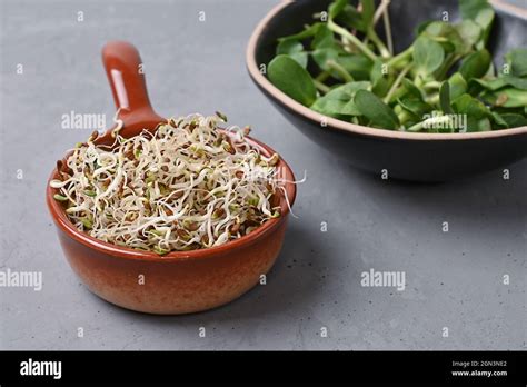 Germinated Microgreens For Healthy Nutrition Flax And Sunflower