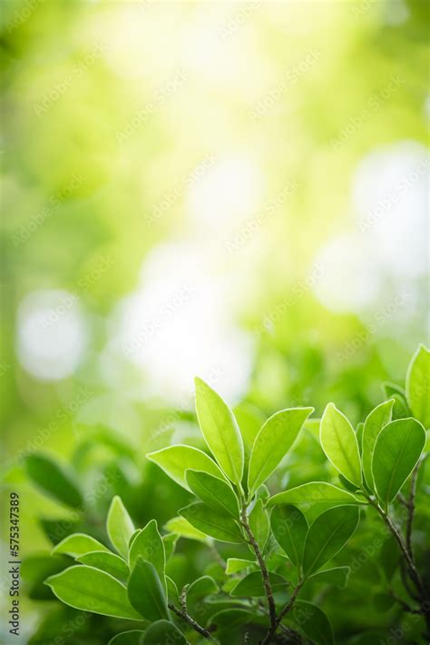 Nature Wallpaper Light Green Background