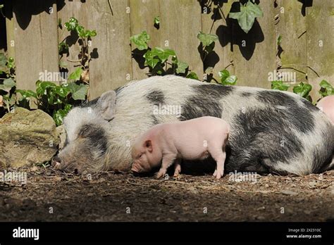 Goettingen Minipig Sus Scrofa F Domestica Sow And Piglet North
