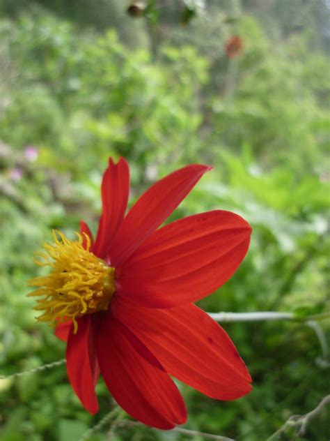 Dalia Roja Plantas Del Municipio De Coixtlahuaca INaturalist