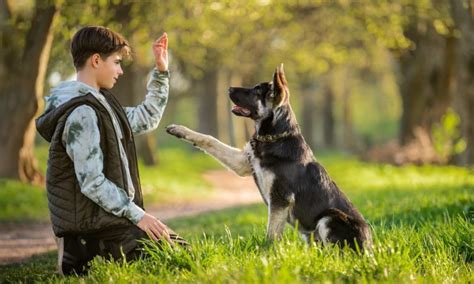 Técnicas de Adiestramiento Canino Entrenamiento para perros