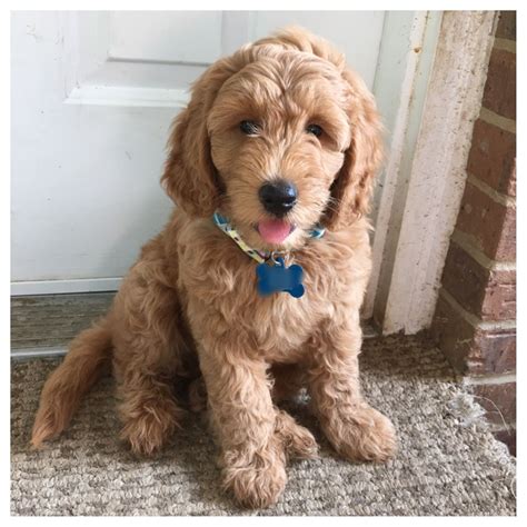 Miniature English goldendoodle wavy coat Timberidge Goldendoodles. Our