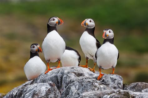 How To See Puffins In Iceland Backroads