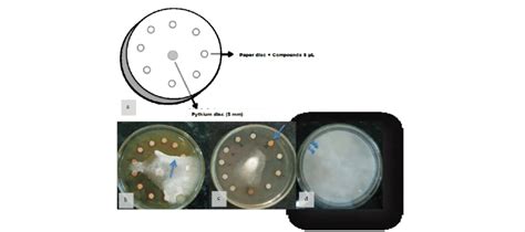 Schematic Model Of The Disk Diffusion Test Kirby Bauer Adapted To