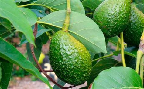 San Pedro de la Cueva té de hojas de aguacate para la diabetes y la