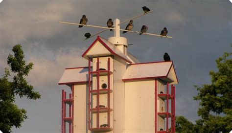 Martin House Plans Ontario Purple Martin Association