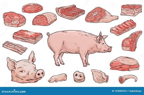 Pork Meat Butchery Cutting Scheme Banner Sketch Vector Illustration