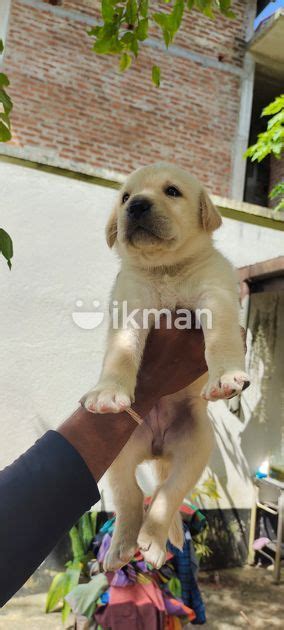 Good Healthy Labrador Puppy Horana In Horana Ikman