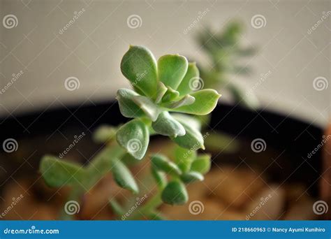 Echeveria Runyonii Topsy Turvy Seedlings Stock Photography