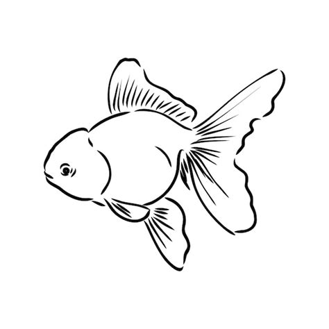 Premium Vector Goldfish Hand Drawing Vector Illustration Isolated On