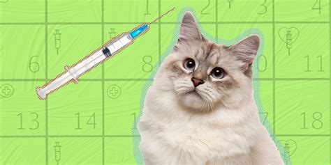 Kitten Vaccine Schedule When To Get Those Shots Dodowell The Dodo