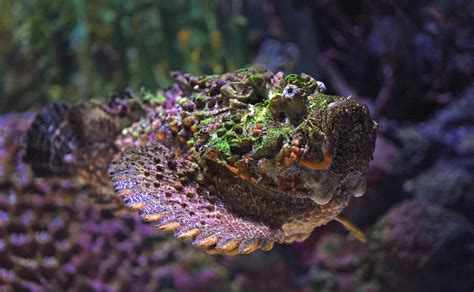 Scorpionfish - Ocean Animals