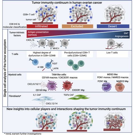 Single Cell Dissection Of Cellular Components And Interactions Shaping