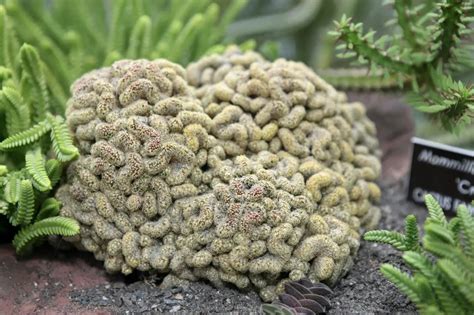 Ten Bizzare and Scary Plants You Never Knew Existed