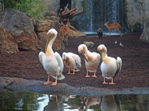 Pelícano común BIOPARC Valencia