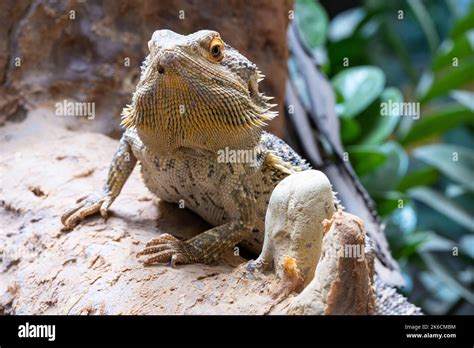 Close Up Image Of Inland Bearded Dragon Pogona Vitticeps Stock Photo