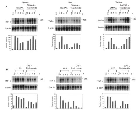 Effect of thalidomide on TNF α mRNA up regulation induced with DMXAA