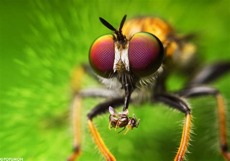 Insect Eye Macro Photography Full Image