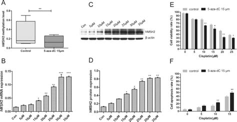 Effects Of 5 Aza Dc Treatment On The Ovarian Cancer Cellular Download Scientific Diagram