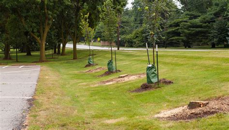 Bergamo Rinnova Il Verde Oltre 8 000 Nuovi Alberi Piantati Bergamo