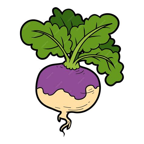 Premium Vector Vector Color Illustration Colorful Vegetables Turnip