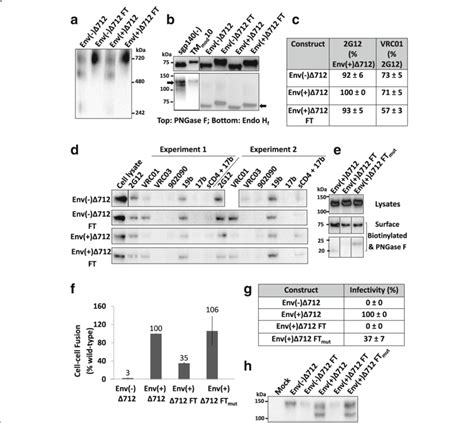 Effect Of The C Terminal Fibritin Trimerization Motif On Download