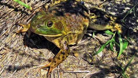 Invasion Of Voracious Bullfrogs In Montana