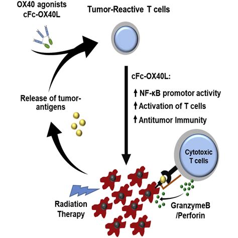 Development Of Ox40 Agonists For Canine Cancer Immunotherapy Iscience