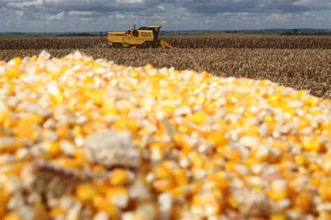 Colheita do milho primeira safra segue lenta no Paraná Sou Agro