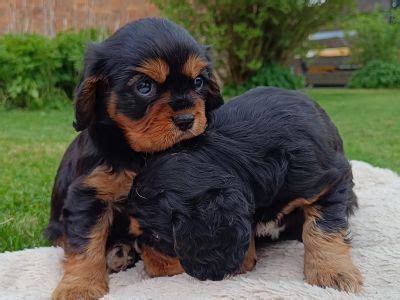 Cavalier King Charles Spaniel Kaufen Verkaufen Snautz De