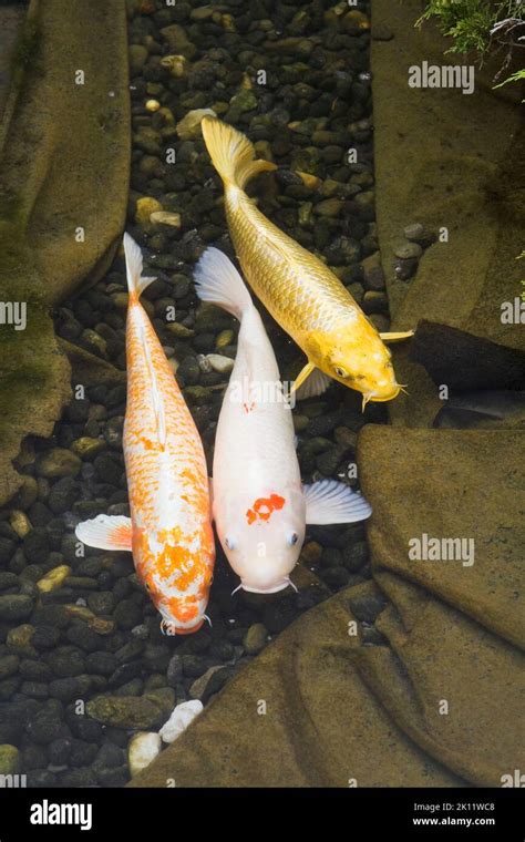 Close Up Of Three Cyprinus Carpio Japanese Koi Fish In Pond Stock